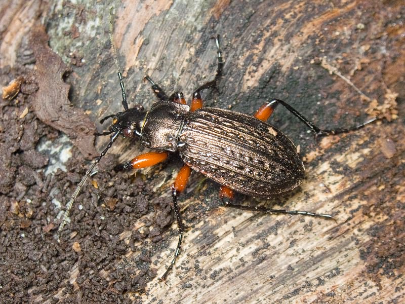 granulatus Linne, 1758